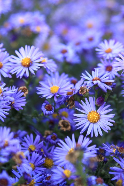 aster flowers