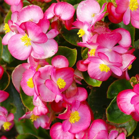 macro of an ice begonia