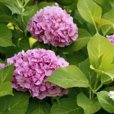 hydrangea macrophylla 'yellowleaf' sun goddess4477 2