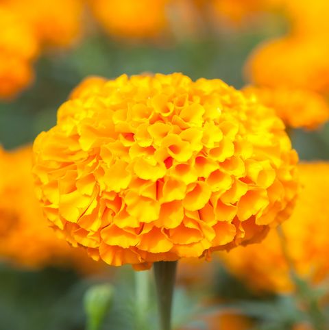 Marigold