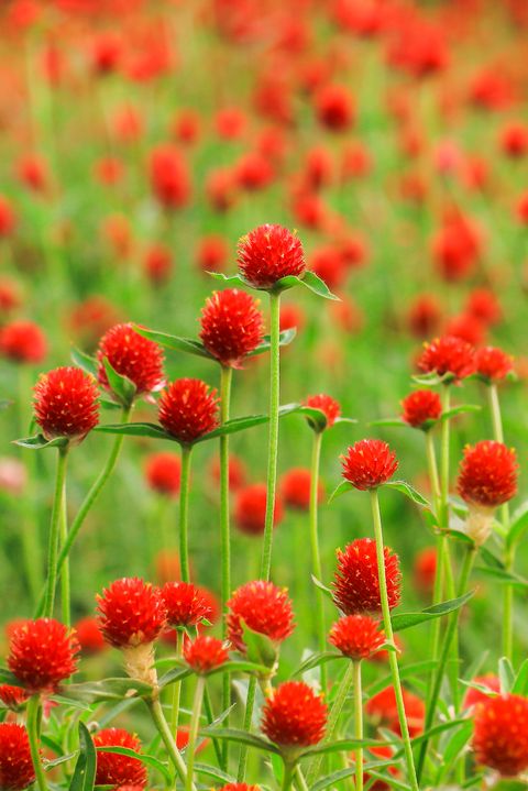 Soft focus Red Globe Amaranths (Gomphrena Martiana)