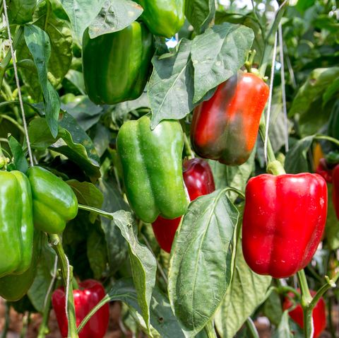 green and red sweet pepper tree in garden, bell peppers on tree