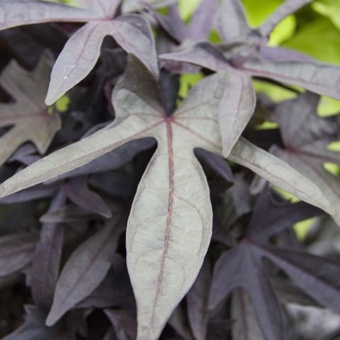 sweet potato vine ipomoea 'sidekick black'