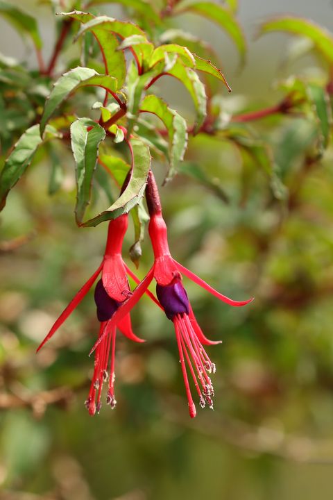 fuchsia magellanica