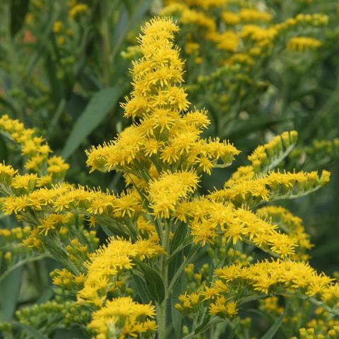 best perennials   solidago goldenrod