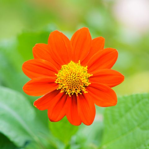 Mexican Sunflower Weed (Tithonia rotundifolia Gray)