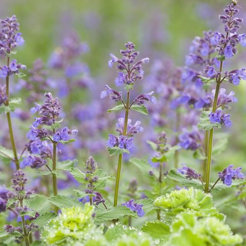 perennial sage   salvia nemorosa 'caradonna' salvia is a genus of plants in the mint family, lamiaceae it is one of three genera commonly referred to as sage different species of sage are grown as herbs and as ornamental plants the ornamental species are commonly referred to by their scientific name salvia image is captured in 12 bit raw and processed in adobe rgb color space filexxx lot38