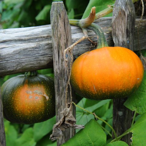 pumpkins