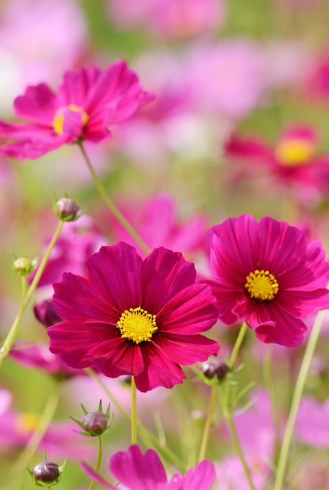 Cosmos flowers