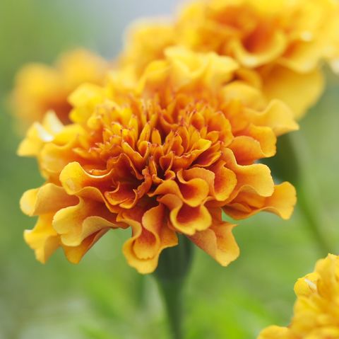 marigold