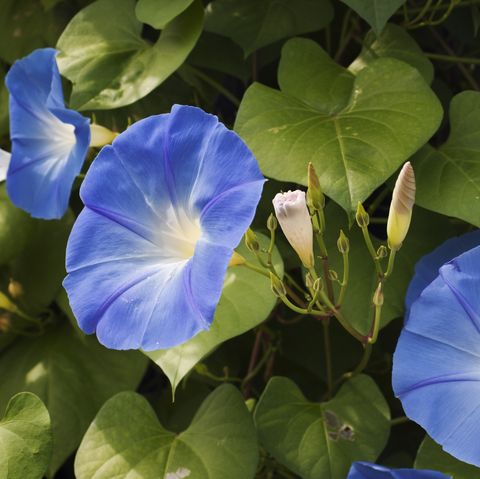 close  up of a morning glory garden plant in full summer bloom horizontal format