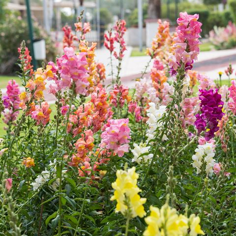 snapdragons