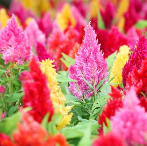 colorful celosia flower.